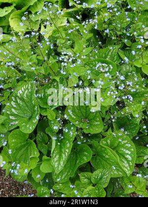 Delicate Brunnera macrophylla,great forget-me-not,flowering in springtime. Natural close up flowering plant portrait Stock Photo