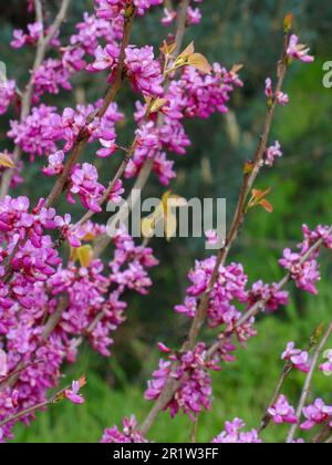 Stunning spring colour from Cercis Chinensis ‘Avondale'. Natural close up plant portrait Stock Photo