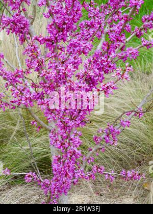 Stunning spring colour from Cercis Chinensis ‘Avondale'. Natural close up plant portrait Stock Photo