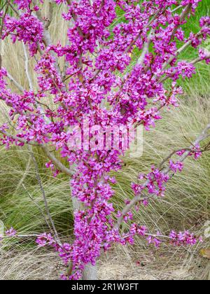 Stunning spring colour from Cercis Chinensis ‘Avondale'. Natural close up plant portrait Stock Photo