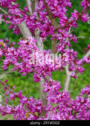 Stunning spring colour from Cercis Chinensis ‘Avondale'. Natural close up plant portrait Stock Photo