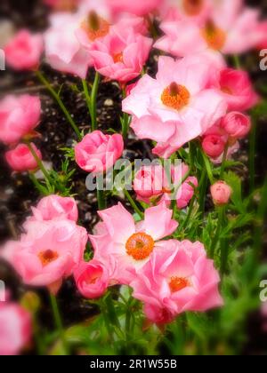 Rannunculus Rococo Delicately beautiful Ranunculus - Rococo series. Natural close up plant ...