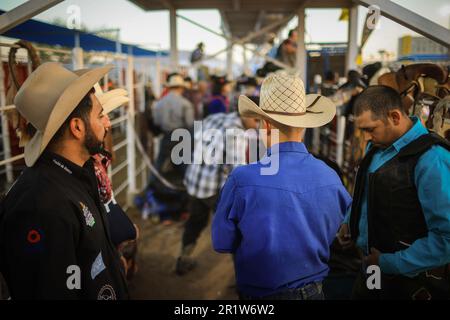 Cowboys, during the rodeo circuit at the Expo Ganadera de Sonora, on May 13, 2023 in Hermosillo, Mexico. Cowboy sport, horse riding and bull riding, strong circuit in Chihuahua, followed by Sonora and Baja California Mex. and neighboring US states. Rodeo is a traditional American extreme sport influenced by the history of Spanish cowboys and Mexican charros. riding bareback, wild ponies, wild cattle, steers, bulls, throwing the lasso, bullfighting. (© Photo by Luis Gutiérrez /Norte Photo)  Vaqueros, durante el circuito de rodeo en la Expo Ganadera de Sonora,  el 13 mayo de 2023 en Hermosillo, Stock Photo