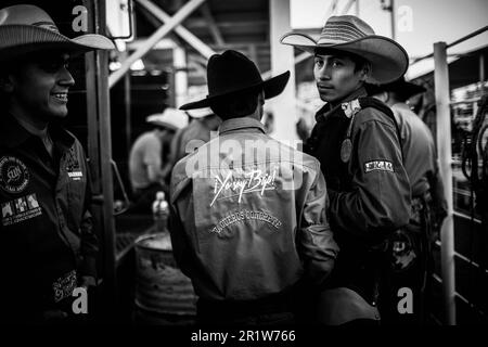 Cowboys, during the rodeo circuit at the Expo Ganadera de Sonora, on May 13, 2023 in Hermosillo, Mexico. Cowboy sport, horse riding and bull riding, strong circuit in Chihuahua, followed by Sonora and Baja California Mex. and neighboring US states. Rodeo is a traditional American extreme sport influenced by the history of Spanish cowboys and Mexican charros. riding bareback, wild ponies, wild cattle, steers, bulls, throwing the lasso, bullfighting. (© Photo by Luis Gutiérrez /Norte Photo)  Vaqueros, durante el circuito de rodeo en la Expo Ganadera de Sonora,  el 13 mayo de 2023 en Hermosillo, Stock Photo