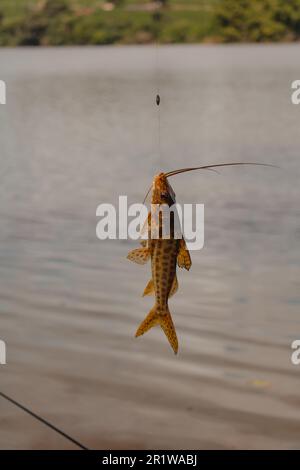 catfish fish hanging on fishing line Stock Photo - Alamy