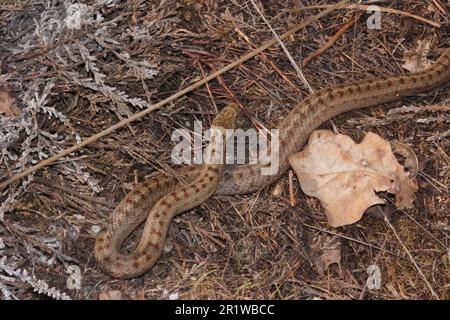 Smooth Snake (Coronella austriaca)  at a heathland near Borkenberge, Germany Stock Photo