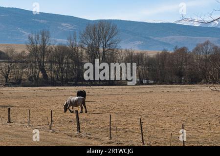 Some horses pasturing on a brown field in the Pyrenees mountain meadows landscape Stock Photo