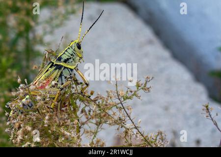 African Locust feeding in a garden. Stock Photo