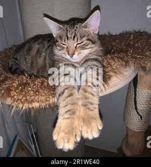 A tabby cat curled up in a comfortable position atop a cat scratching tree, taking a nap Stock Photo