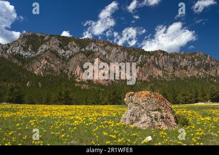 Flowering meadow and scenic Big Horn Mountains of Crazy Woman Canyon Road in Wyoming, United States Stock Photo