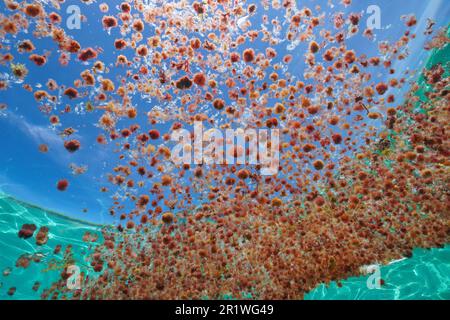 Red algae harpoon weed, Asparagopsis armata in tetrasporophyte stage, aggregation floating on the water surface seen from underwater, Atlantic ocean Stock Photo