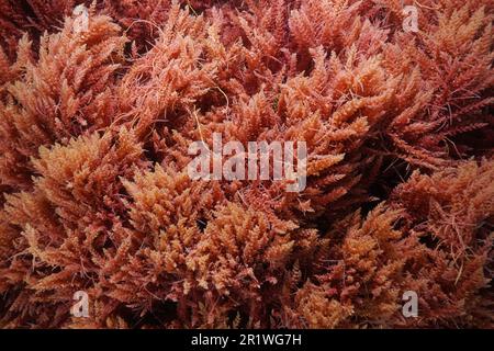 Red seaweed, harpoon weed, Asparagopsis armata, underwater in the Atlantic ocean, natural scene, France Stock Photo