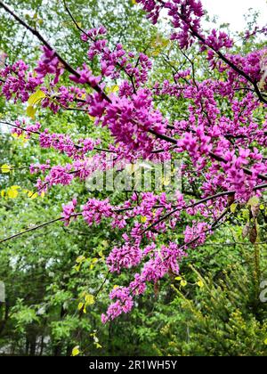 Bright pink magenta blossoms on a spring Eastern Redbud tree Stock Photo