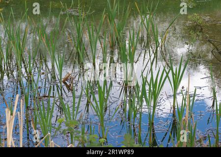 Reedbeds, low-lying river, floodplains, coastal estuaries, extensive swamps, coastal areas, East Anglia, European reedbeds, Phragmites australis. Stock Photo