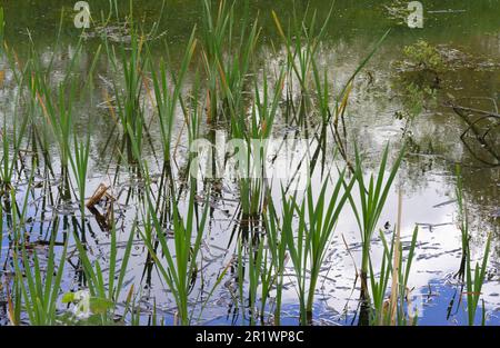 Reedbeds, low-lying river, floodplains, coastal estuaries, extensive swamps, coastal areas, East Anglia, European reedbeds, Phragmites australis. Stock Photo