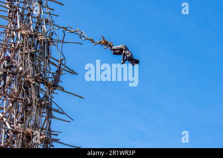 Vanuatu, Pentecost Island. Age-old ritual of land diving. Series 3 of 8. Stock Photo