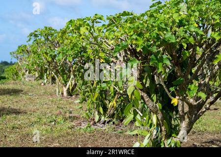 Kingdom of Tonga, Neiafu. Vanilla plantation. Stock Photo