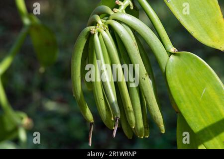 Kingdom of Tonga, Neiafu. Vanilla plantation, vanilla pods on vine. Stock Photo