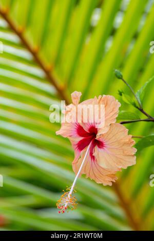 Kingdom of Tonga. Peach colored hibiscus flower. Stock Photo