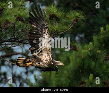 Immature Bald Eagle in Flight Stock Photo