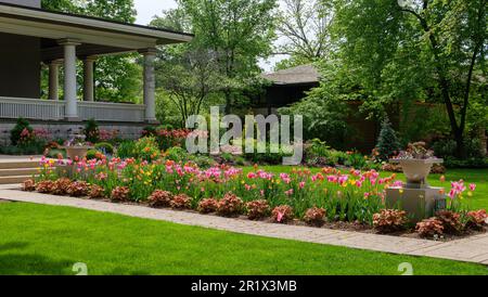 Tulip garden in the front yard of the William H. Copeland House. Frank Lloyd Wright Historic District, Oak Park, Illinois. Stock Photo