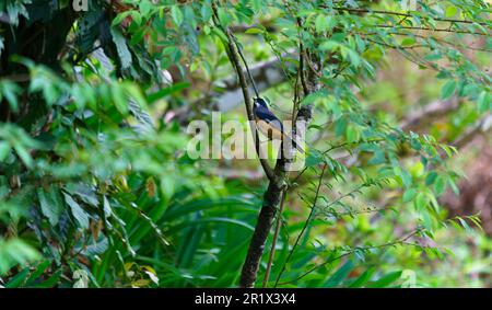 A White-eared Sibia rests on a tree branch. Heterophasia auricularis is a songbird with distinctive tufted white cheeks. Stock Photo