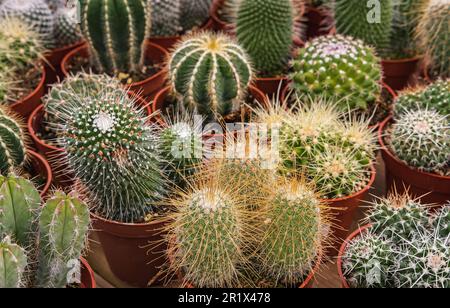 Collection of cactus plants in pots as a background.Various cacti mix in the greenhouse.Tropical succulents for decor. Selective focus. Group of vario Stock Photo