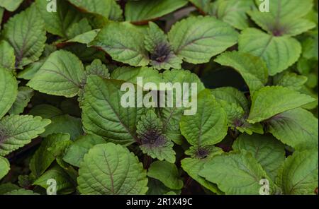 Perilla Shiso Leaf in natural background. Close up Purple Perilla frutescens leaves. Green Perilla leaves blooming in rural fields. Nobody, selective Stock Photo