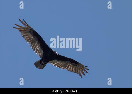 An eastern turkey vulture, Cathartes aura, flying over the Adirondack Mountains wilderness in search of a meal Stock Photo