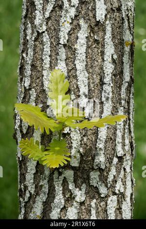 Tree bark texture, Young Hungarian Oak, Quercus frainetto shoots Stock Photo