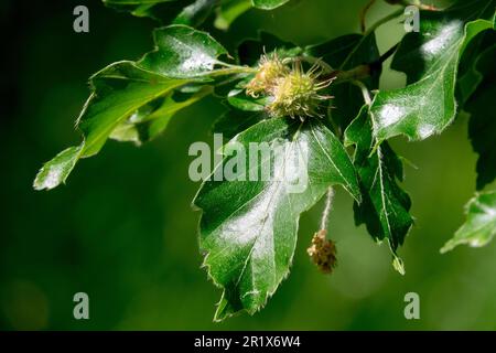 European Beech, Fagus sylvatica "Quercifolia", Leaves, Beech, Flower Stock Photo