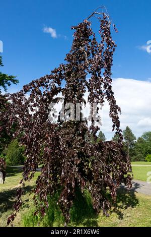 European Beech, Fagus sylvatica 'Purple Fountain', Beech Tree, Weeping, Branches Copper beech Stock Photo