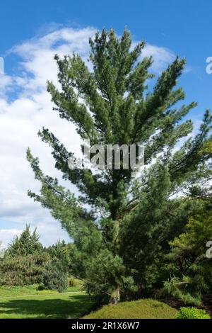 Eastern White Pine Tree Pinus strobus 'Pyramidata' Stock Photo