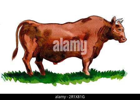 Big brown bull on green grass. Hand drawn ink and watercolor on paper Stock Photo