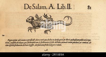 Species of mythical hairy salamander with stars on its back. An example of a fake lizard Stellio. Possibly copied from Bernhard von Breidenbach's book on his travels in the Holy Land, Peregrinatio in terram sanctam. from De Salam. Woodcut engraving after an illustration by Lucas Schan and Conrad Gessner from Conrad Gessner’s Historiae Animalium, De Quadrupedibus Oviparis, (Natural history of animals: oviparous quadrupeds), Frankfurt, Wechel for Cambier, 1586. Stock Photo