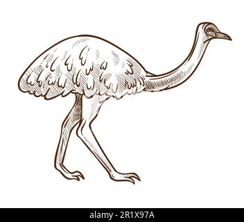 Emu ostrich isolated sketch, Australian flightless bird Stock Vector