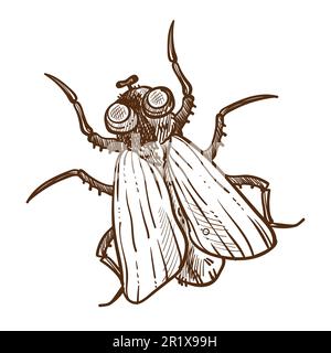 African insect, tsetse fly isolated sketch, flying insect or bug Stock Vector