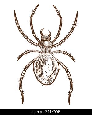Arachnid or spider isolated sketch, tarantula or black widow Stock Vector