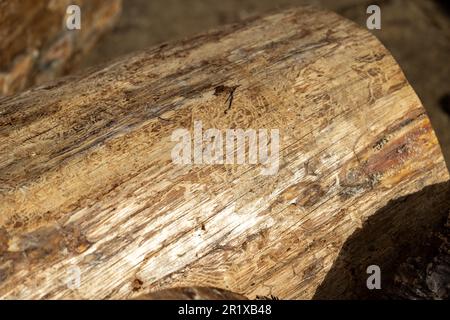 Pine tree wood with bark removed. Stock Photo