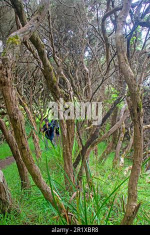 Hiking through the Enchanted Forest on Cape Nelson Stock Photo