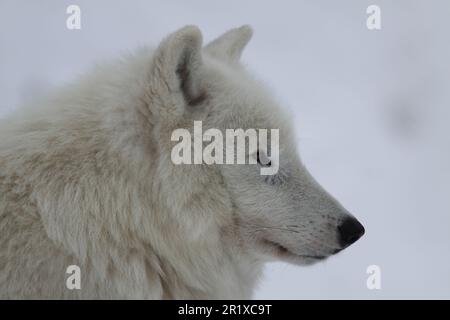 Portrait of Alaskan tundra wolf (Canis lupus albus), captive Stock Photo
