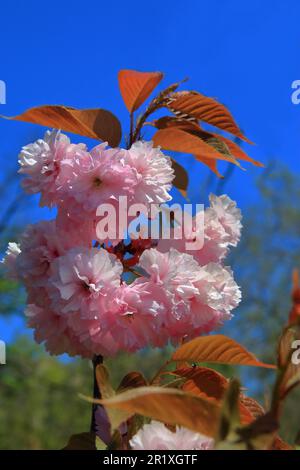 The photo shows a branch of cherry blossoms against a blue sky Stock ...