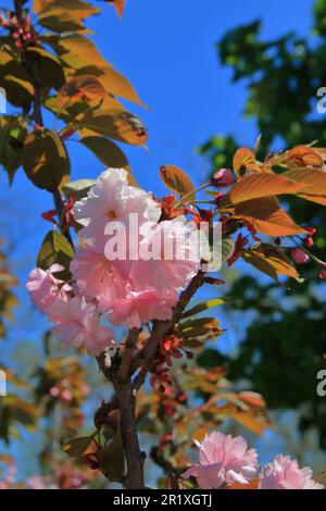 The photo shows a branch of cherry blossoms against a blue sky Stock ...