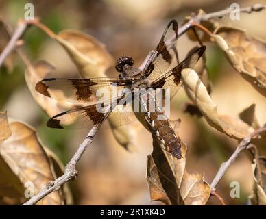 Common whitetail dragonfly adult female resting. Arastradero Preserve, Santa Clara County, California, USA. Stock Photo