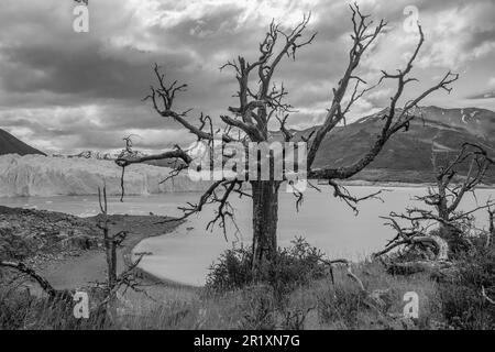 A lone tree stands on the edge of a peaceful lake, with rolling hills in the background in grayscale Stock Photo