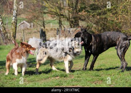 Three happy dogs playing in a lush green park on a sunny day, frolicking and enjoying the outdoors Stock Photo