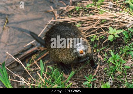 Nutria (myocastor coypus) showing its orange teeth at the Nahe river bank in Bad Münster am Stein-Ebernburg, Germany Stock Photo