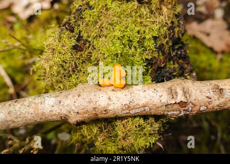 Yellow Brain Fungus (Tremella mesenterica) growing on a decaying hazel stick, in the Herefordshire UK countryside. April 2023 Stock Photo