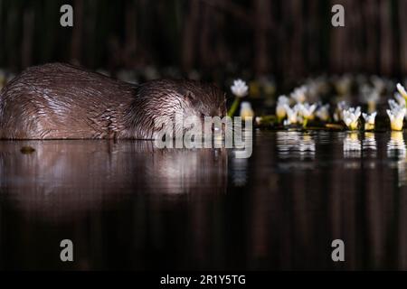 Adult Otter (Lutra lutra) seeking out a meal from a Lily pond. Stamford Lincolnshire UK. May 2023 Stock Photo