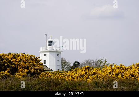Cromer lighthouse in the distance, yellow flowers in the foreground Stock Photo
